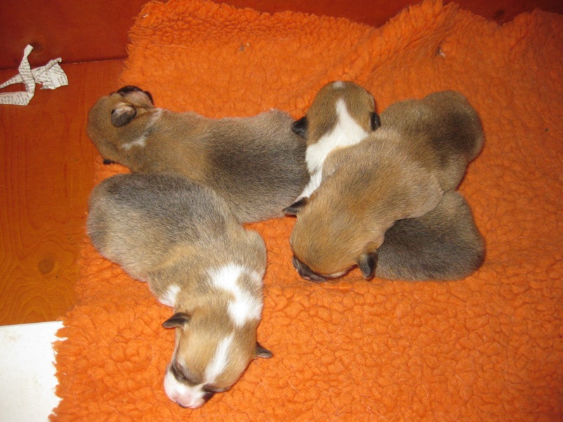 Puppies